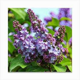 Lilas Canvas Print