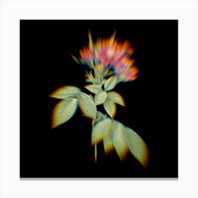 Prism Shift Boursault Rose Botanical Illustration on Black Canvas Print