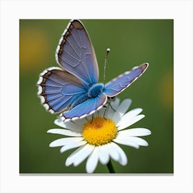 A Beautiful Blue Butterfly Landing On A Daisy 2 Canvas Print