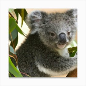 Koala and the eucalyptus bond Canvas Print