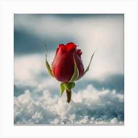 Rose In The Snow Canvas Print