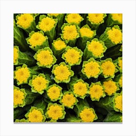 Yellow Flowers 15 Canvas Print