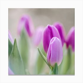 Purple Tulips Canvas Print