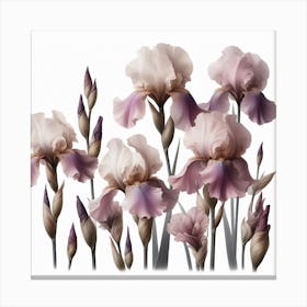 Mauve Flowers of Irise Canvas Print