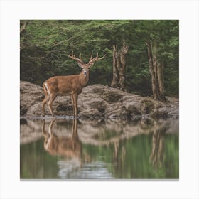 Mule Deer Canvas Print