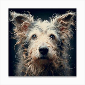 Old Dog 07 Canvas Print