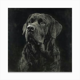 Black Labrador Art Canvas Print