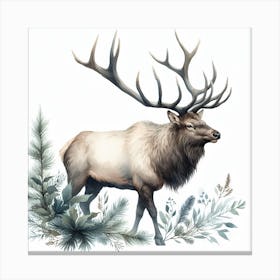 Elk 4 Canvas Print