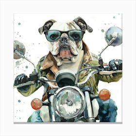 Bulldog On A Motorcycle Canvas Print