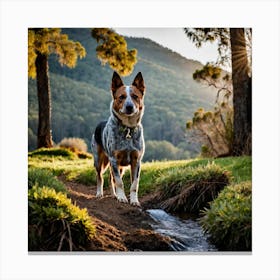 Red Heeler in Nature Canvas Print