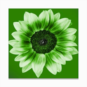 Lime Green Sunflower Square Canvas Print