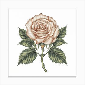 Rose 1 Canvas Print