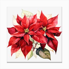 Poinsettia 37 Canvas Print