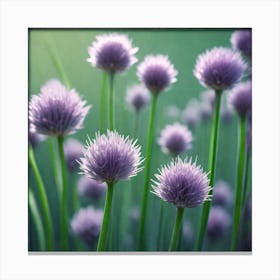 Chives 7 Canvas Print