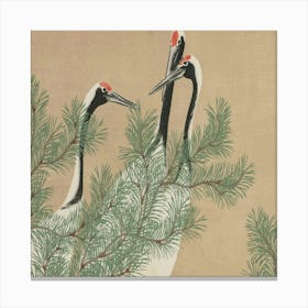 Three Cranes In A Pine Tree Canvas Print