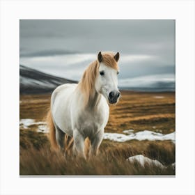 White Horse In Iceland Canvas Print