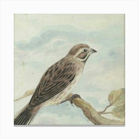 Sparrow On A Branch Canvas Print