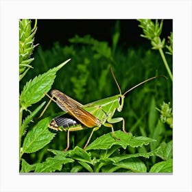 Crickets Insects Chirping Jumping Green Legs Antennae Noise Hopper Herbivores Garden Fiel (9) Canvas Print
