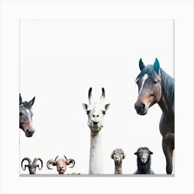 Group Of Animals Canvas Print