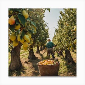 Man Picking Pears In An Orchard Canvas Print