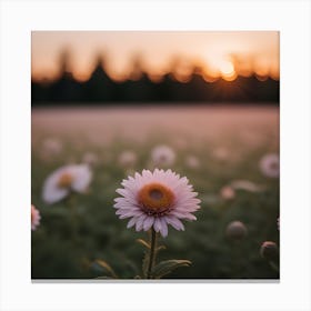 Daisy Field At Sunset Canvas Print