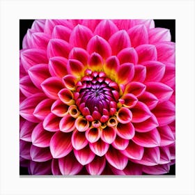 Vibrant pink dahlia flower 9 Canvas Print