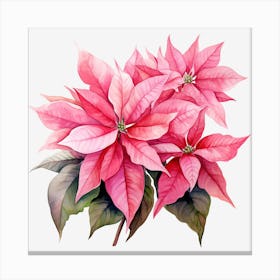 Poinsettia Flower Canvas Print