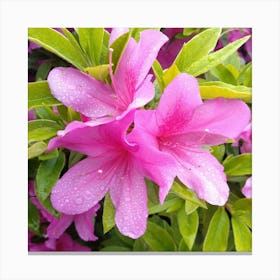 Pink Azaleas 39 Canvas Print