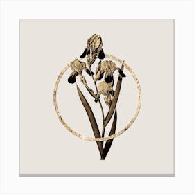 Gold Ring Elder Scented Iris Glitter Botanical Illustration n.0085 Canvas Print
