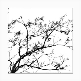 Bare Tree Canvas Print