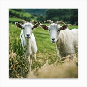 Goats In The Grass Canvas Print