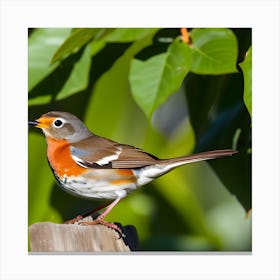 Robin 16 Canvas Print