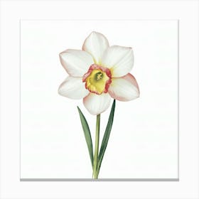 Daffodil 2 Canvas Print