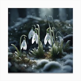 Frosty Morning, Snowdrops Canvas Print