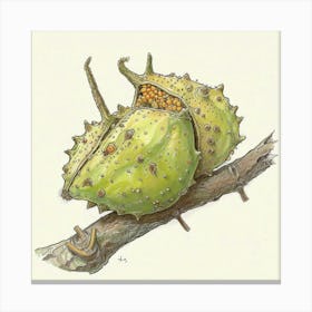 Acorns 1 Canvas Print