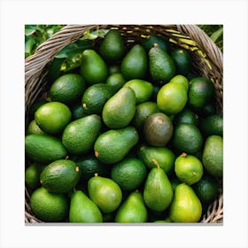 Avocados In A Basket 4 Canvas Print