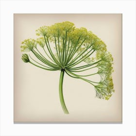 Fennel flower plants painting art print Canvas Print