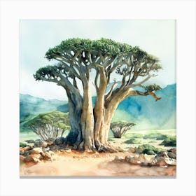 Baobab Tree, socotra Canvas Print