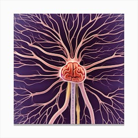 Brain And Spinal Cord 9 Canvas Print