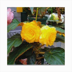 Begonias 12 Canvas Print