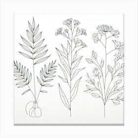 Drawing Of Plants Canvas Print