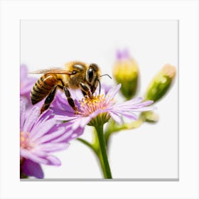 Bee On Purple Asters Canvas Print