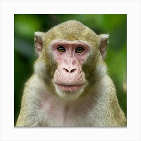 Monkey Looking At Camera Canvas Print