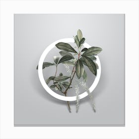 Vintage Swamp Titi Leaves Minimalist Botanical Geometric Circle on Soft Gray Canvas Print