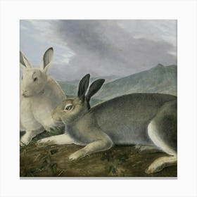 Rabbits 1 4 1 Canvas Print