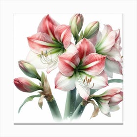 Amaryllis 5 Canvas Print