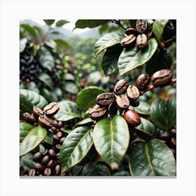 Coffee Beans On A Tree 6 Canvas Print