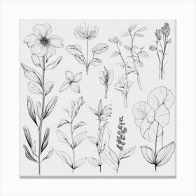 Botanical Drawing 3 Canvas Print