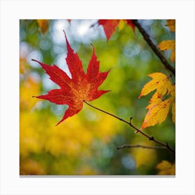 Maple Leaf 1 Canvas Print