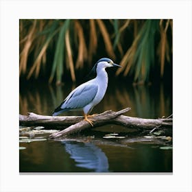 Kookaburra Canvas Print